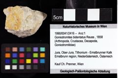 Foto (Objket + Etiketten) von Goniodromites bidentatus (Reuss, 1858) 